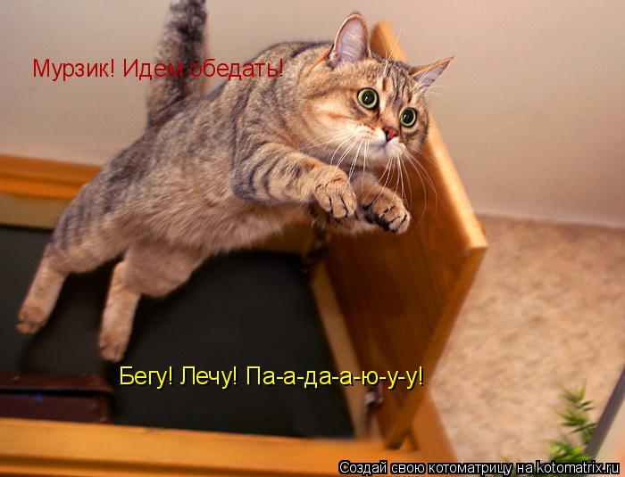 Мурзик! Идем обедать! Бегу! Лечу! Па-а-да-а-ю-у-у!... Котоматрица: Мурзик! Идем обедать! Бегу! Лечу! Па-а-да-а-ю-у-у!