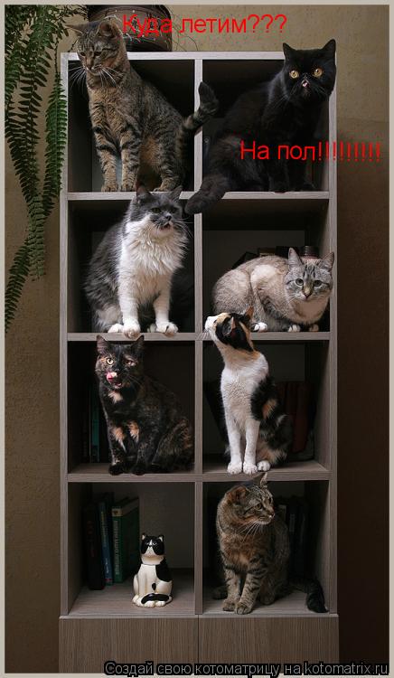 Куда летим??? На пол!!!!!!!!!... Котоматрица: Куда летим??? На пол!!!!!!!!!