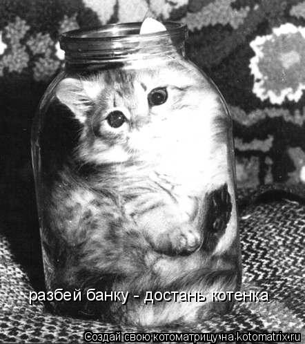 разбей банку - достань котенка... Котоматрица: разбей банку - достань котенка