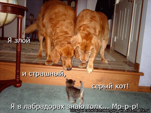 Я в лабрадорах знаю толк... Мр-р-р! серый кот! и страшный, Я злой... Котоматрица: Я в лабрадорах знаю толк... Мр-р-р! серый кот! и страшный, Я злой