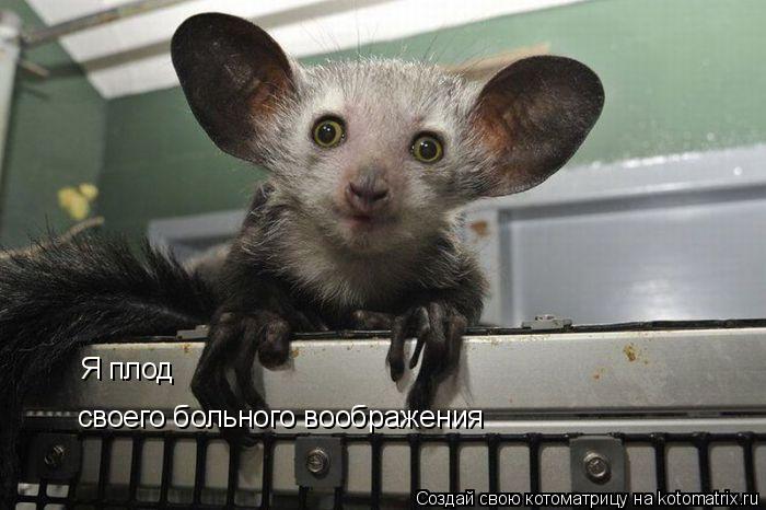 Я плод своего больного воображения... Котоматрица: Я плод своего больного воображения