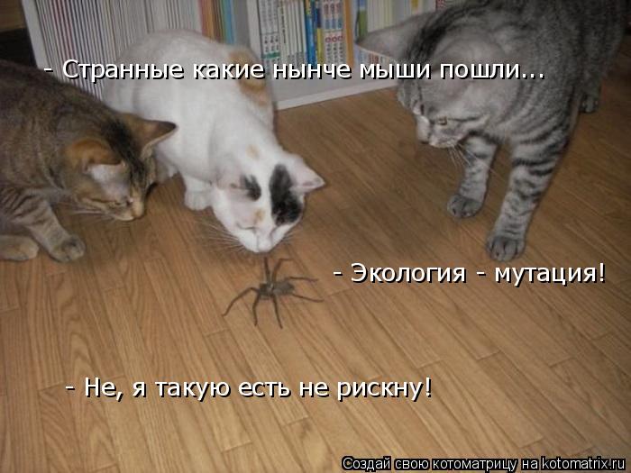 - Странные какие нынче мыши пошли... - Экология - мутация! - Не, я такую есть не рискну!... Котоматрица: - Странные какие нынче мыши пошли... - Экология - мутация! - Не, я такую есть не рискну!