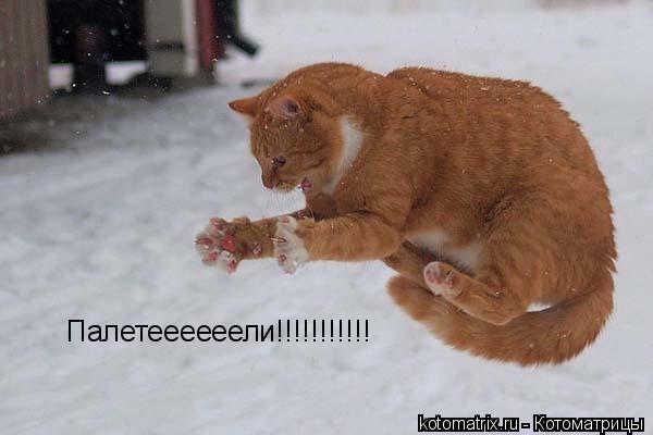 Палетеееееели!!!!!!!!!!!... Котоматрица: Палетеееееели!!!!!!!!!!!