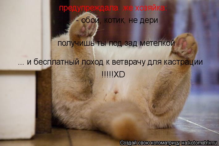 предупреждала же хозяйка: - обои, котик, не дери получишь ты под зад метелкой ... и бесплатный пох... Котоматрица: предупреждала же хозяйка: - обои, котик, не дери получишь ты под зад метелкой ... и бесплатный поход к ветврачу для кастрации !!!!!XD