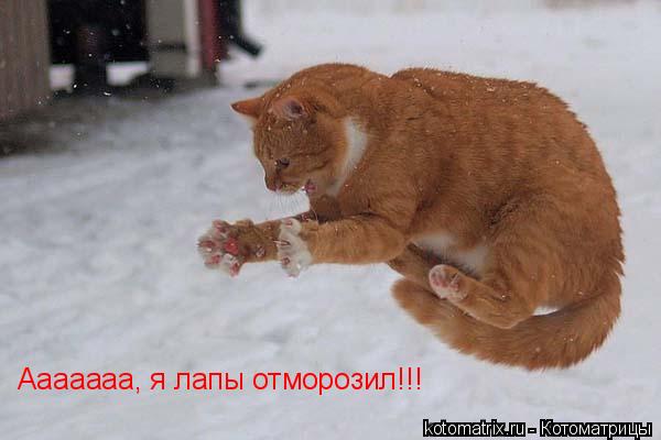 Ааааааа, я лапы отморозил!!!... Котоматрица: Ааааааа, я лапы отморозил!!!