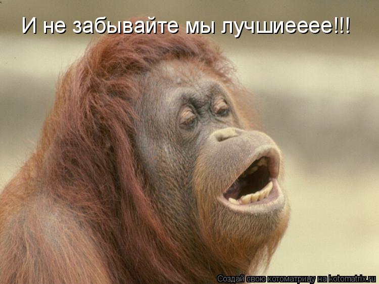 И не забывайте мы лучшиееее!!!... Котоматрица: И не забывайте мы лучшиееее!!!