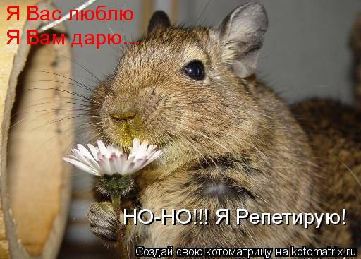 Я Вас люблю Я Вам дарю... НО-НО!!! Я Репетирую!... Котоматрица: Я Вас люблю Я Вам дарю... НО-НО!!! Я Репетирую!