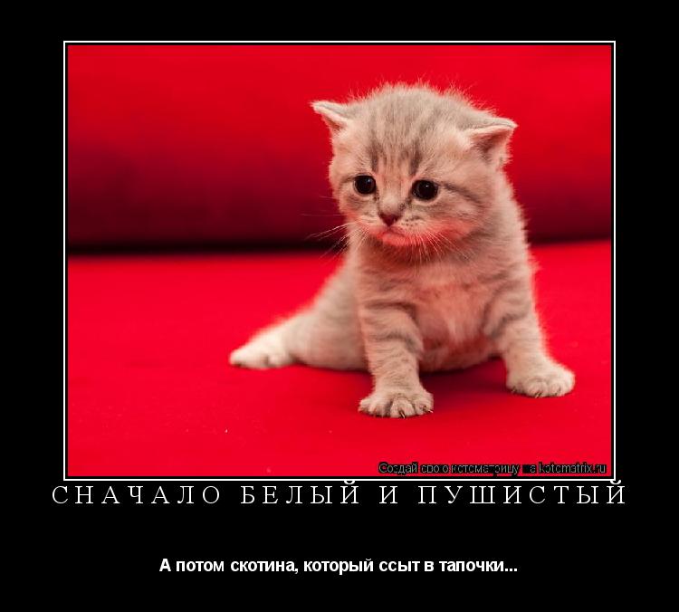 Сначало белый и пушистый А потом скотина, который ссыт в тапочки...... Котоматрица: Сначало белый и пушистый А потом скотина, который ссыт в тапочки...