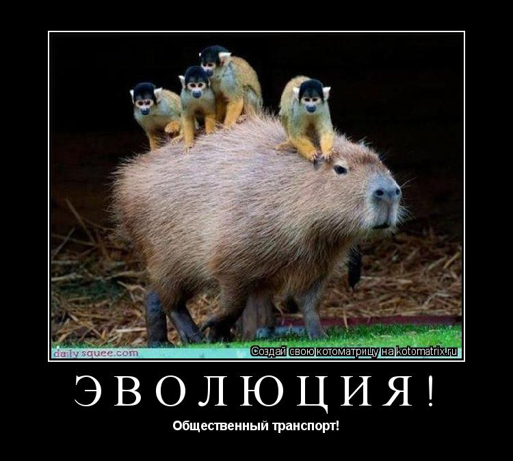 Эволюция! Общественный транспорт!... Котоматрица: Эволюция! Общественный транспорт!