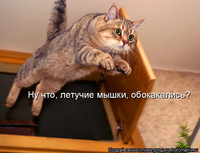 Ну что, летучие мышки, обокакались?... Котоматрица: Ну что, летучие мышки, обокакались?
