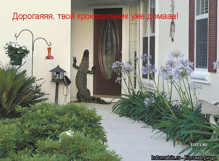 Дорогаяяя, твой крокодильчик уже домааа!... Котоматрица: Дорогаяяя, твой крокодильчик уже домааа!