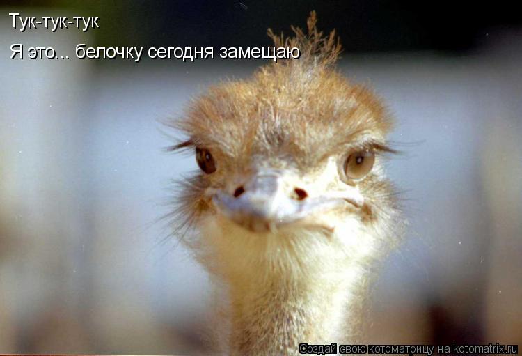 Я это... белочку сегодня замещаю Тук-тук-тук... Котоматрица: Я это... белочку сегодня замещаю Тук-тук-тук