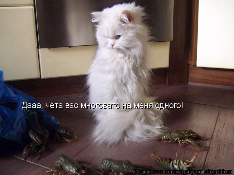 Дааа, чёта вас многовато на меня одного!... Котоматрица: Дааа, чёта вас многовато на меня одного!