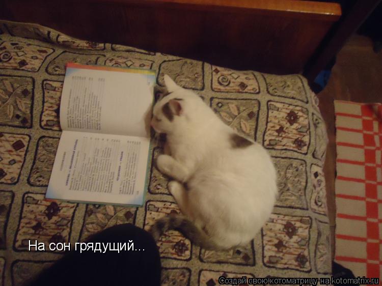 На сон грядущий...... Котоматрица: На сон грядущий...