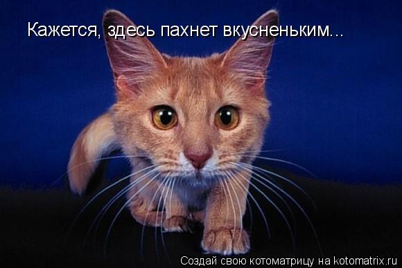 Кажется, здесь пахнет вкусненьким...... Котоматрица: Кажется, здесь пахнет вкусненьким...