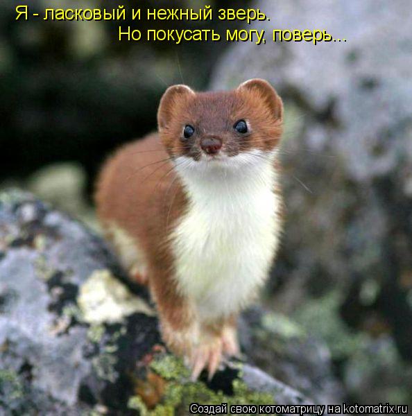 Я - ласковый и нежный зверь. Но покусать могу, поверь...... Котоматрица: Я - ласковый и нежный зверь. Но покусать могу, поверь...