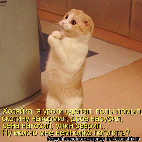 Хозяйка, я уроки сделал, полы помыл, скотину накормил, дров нарубил, сена накосил, ужин сварил... Ну ... Котоматрица: Хозяйка, я уроки сделал, полы помыл, скотину накормил, дров нарубил, сена накосил, ужин сварил... Ну можно мне немножко погулять?