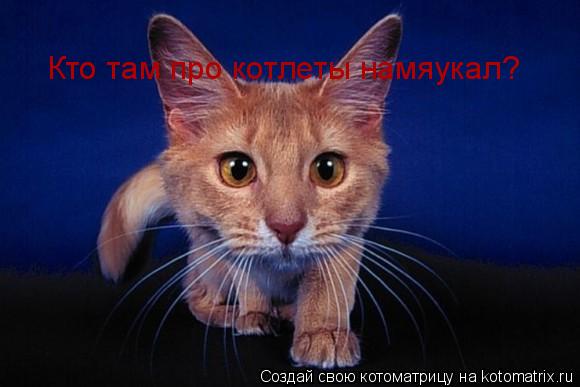Кто там про котлеты намяукал?... Котоматрица: Кто там про котлеты намяукал?