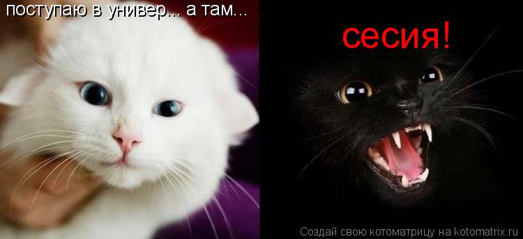 поступаю в универ... а там... сесия!... Котоматрица: поступаю в универ... а там... сесия!