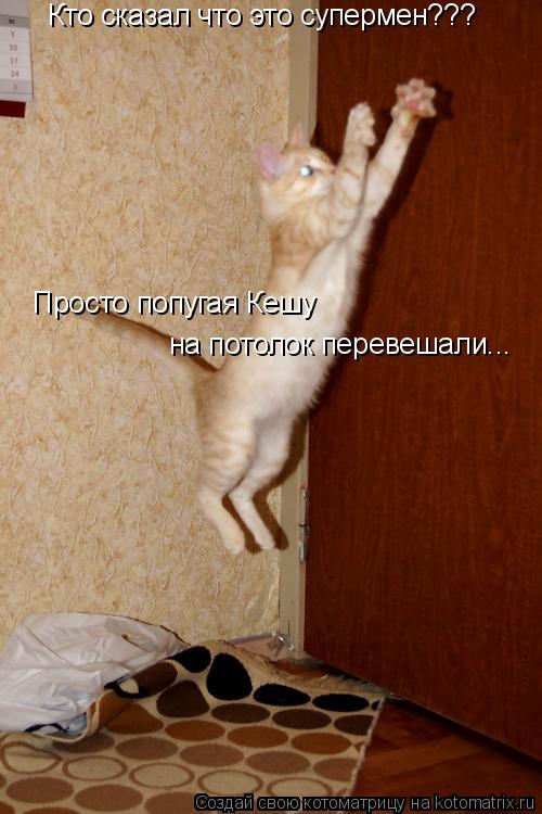 Кто сказал что это супермен??? Просто попугая Кешу на потолок перевешали...... Котоматрица: Кто сказал что это супермен??? Просто попугая Кешу на потолок перевешали...