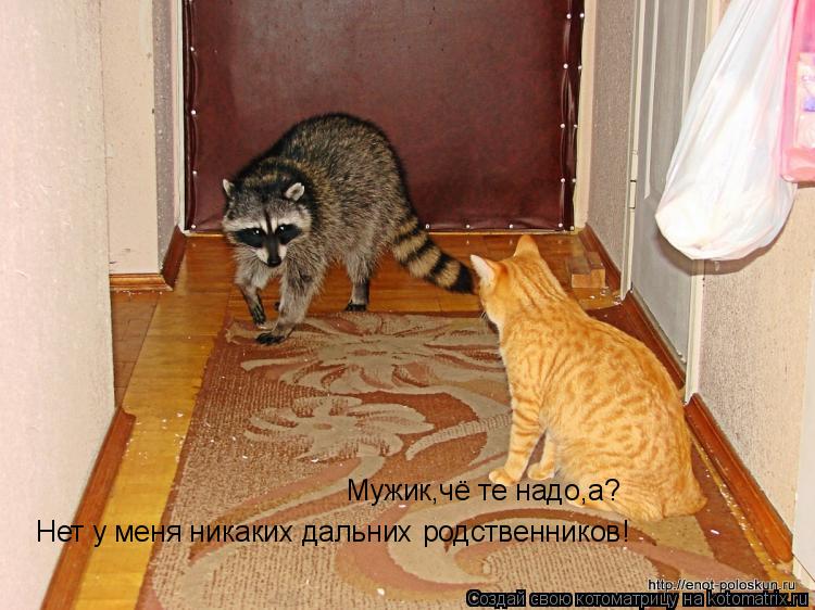 Мужик,чё те надо,а? Нет у меня никаких дальних родственников!... Котоматрица: Мужик,чё те надо,а? Нет у меня никаких дальних родственников!
