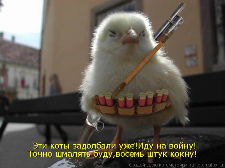 Эти коты задолбали уже!Иду на войну! Точно шмалять буду,восемь штук кокну!... Котоматрица: Эти коты задолбали уже!Иду на войну! Точно шмалять буду,восемь штук кокну!