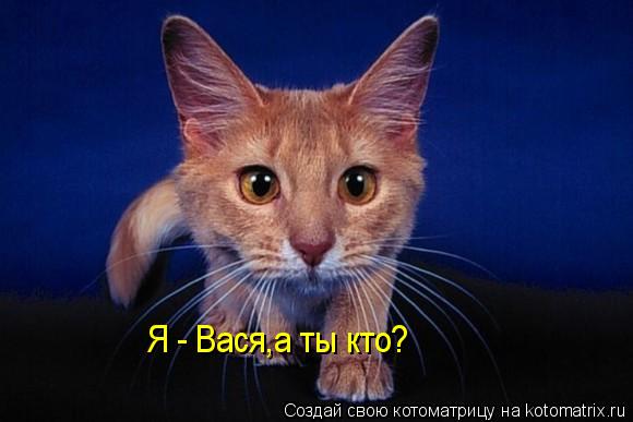 Я - Вася,а ты кто?... Котоматрица: Я - Вася,а ты кто?