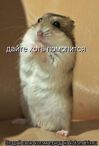 дайте хоть помолится... Котоматрица: дайте хоть помолится