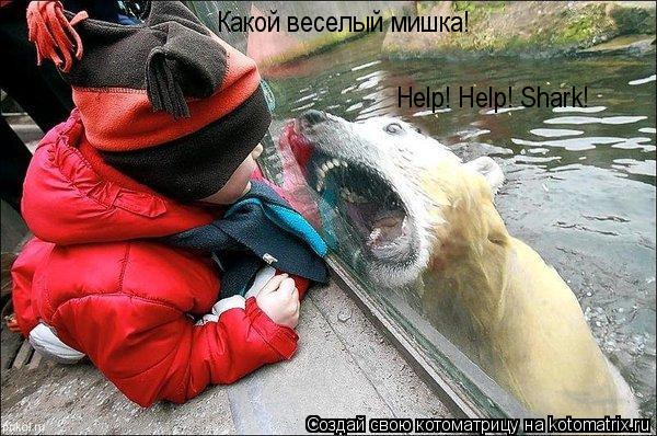 Какой веселый мишка! Help! Help! Shark!... Котоматрица: Какой веселый мишка! Help! Help! Shark!