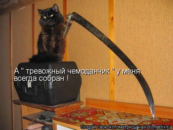 А " тревожный чемоданчик " у меня всегда собран !... Котоматрица: А " тревожный чемоданчик " у меня всегда собран !