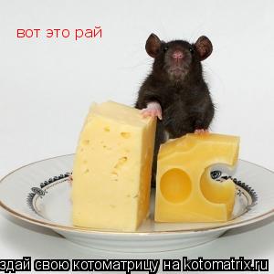 вот это рай... Котоматрица: вот это рай