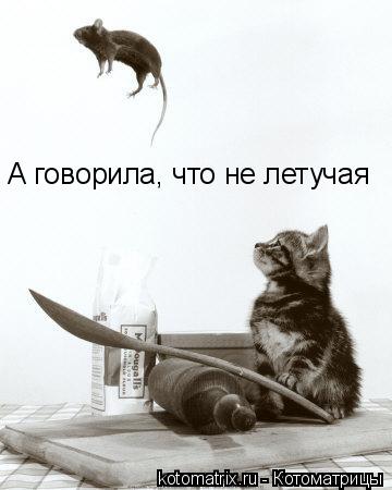 А говорила, что не летучая... Котоматрица: А говорила, что не летучая