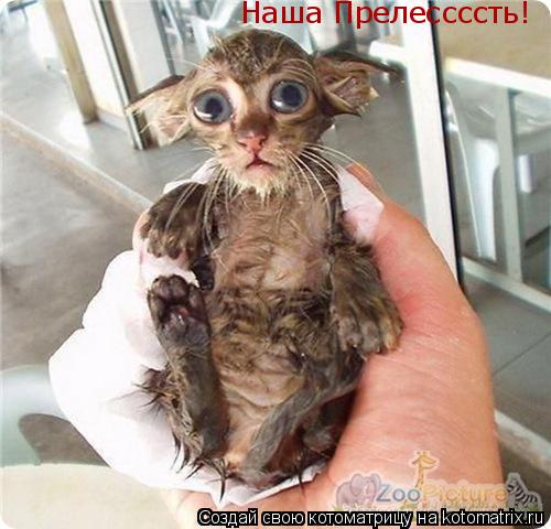 Наша Прелессссть!... Котоматрица: Наша Прелессссть!