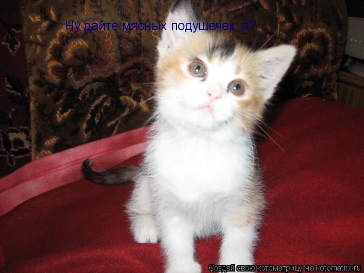 Ну дайте мясных подушечек, а?... Котоматрица: Ну дайте мясных подушечек, а?
