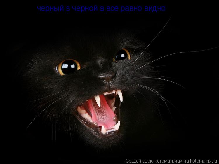 черный в черной а все равно видно... Котоматрица: черный в черной а все равно видно