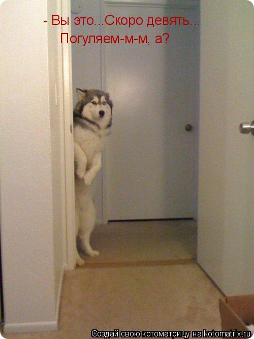 - Вы это...Скоро девять... Погуляем-м-м, а?... Котоматрица: - Вы это...Скоро девять... Погуляем-м-м, а?