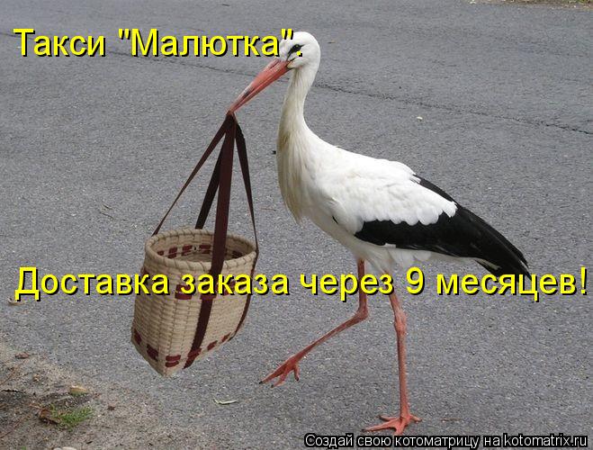 Такси "Малютка". Доставка заказа через 9 месяцев!... Котоматрица: Такси "Малютка". Доставка заказа через 9 месяцев!