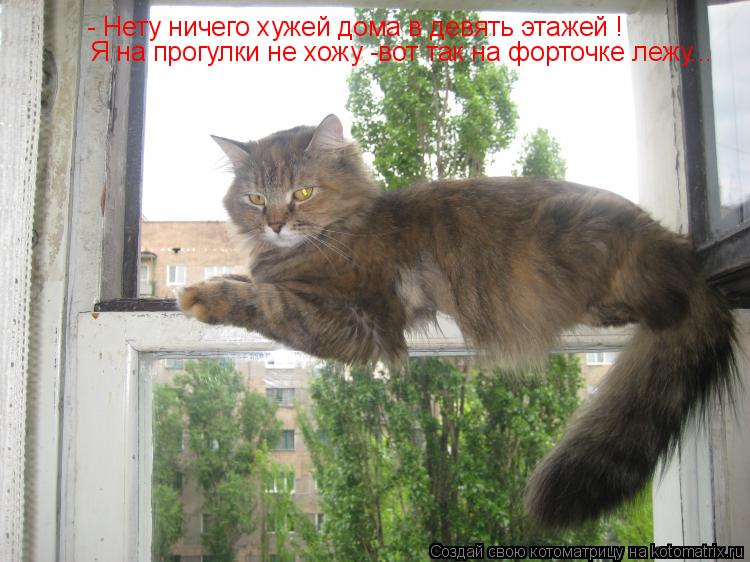 - Нету ничего хужей дома в девять этажей ! Я на прогулки не хожу -вот так на форточке лежу...... Котоматрица: - Нету ничего хужей дома в девять этажей ! Я на прогулки не хожу -вот так на форточке лежу...