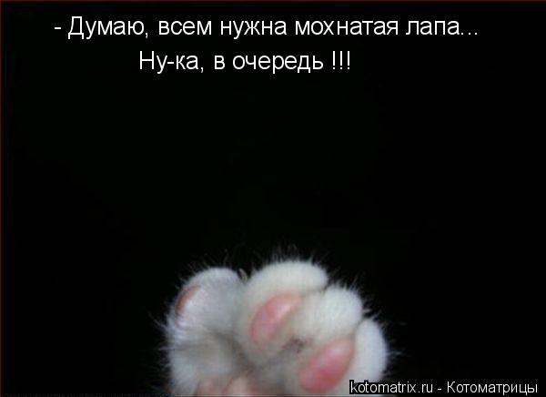 - Думаю, всем нужна мохнатая лапа... Ну-ка, в очередь !!!... Котоматрица: - Думаю, всем нужна мохнатая лапа... Ну-ка, в очередь !!!