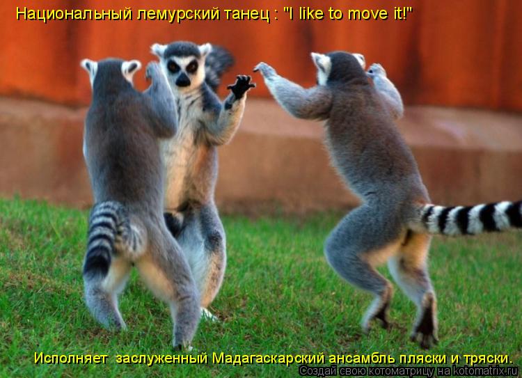 Национальный лемурский танец : "I like to move it!" Исполняет заслуженный Мадагаскарский ансамбль пл... Котоматрица: Национальный лемурский танец : "I like to move it!" Исполняет заслуженный Мадагаскарский ансамбль пляски и тряски.