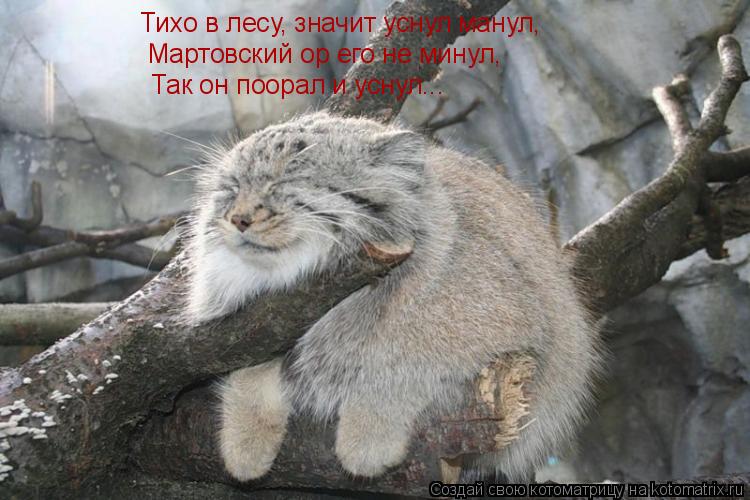 Тихо в лесу, значит уснул манул, Мартовский ор его не минул, Так он поорал и уснул...... Котоматрица: Тихо в лесу, значит уснул манул, Мартовский ор его не минул, Так он поорал и уснул...