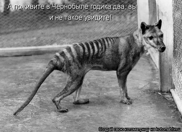 и не такое увидите! А поживите в Чернобыле годика два, вы... Котоматрица: и не такое увидите! А поживите в Чернобыле годика два, вы