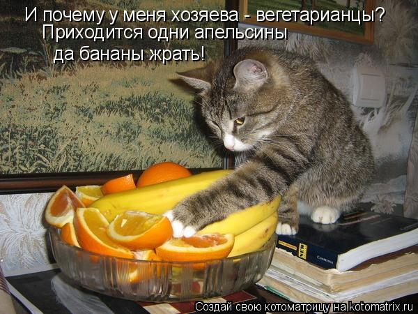 И почему у меня хозяева - вегетарианцы? Приходится одни апельсины да бананы жрать!... Котоматрица: И почему у меня хозяева - вегетарианцы? Приходится одни апельсины да бананы жрать!