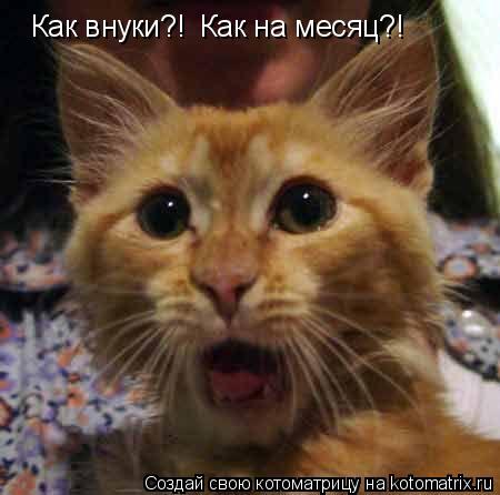 Как внуки?! Как на месяц?!... Котоматрица: Как внуки?! Как на месяц?!