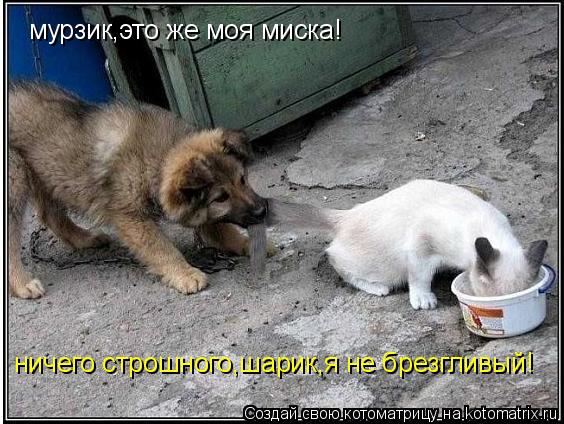 мурзик,это же моя миска! ничего строшного,шарик,я не брезгливый!... Котоматрица: мурзик,это же моя миска! ничего строшного,шарик,я не брезгливый!