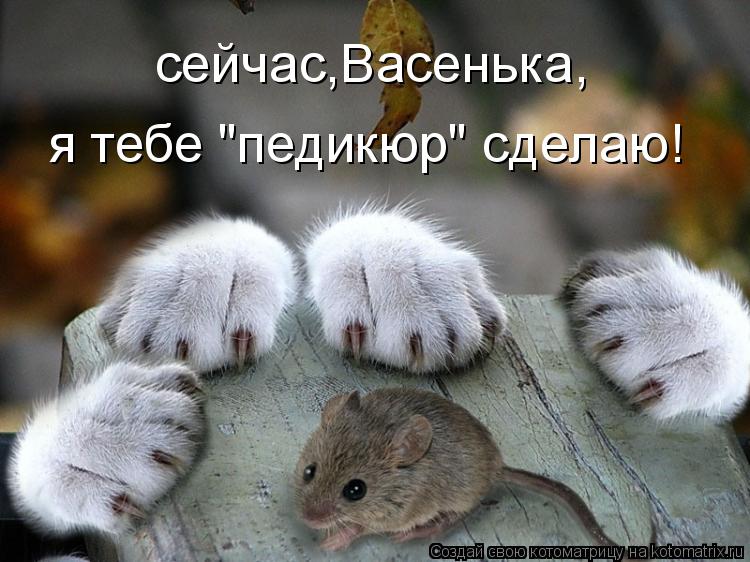 сейчас,Васенька, я тебе "педикюр" сделаю!... Котоматрица: сейчас,Васенька, я тебе "педикюр" сделаю!