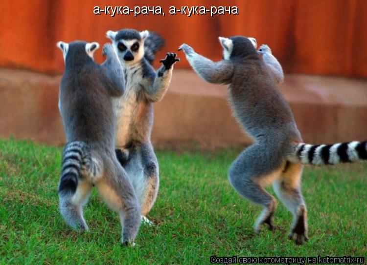 а-кука-рача, а-кука-рача... Котоматрица: а-кука-рача, а-кука-рача