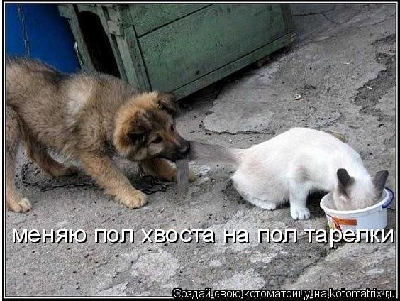 меняю пол хвоста на пол тарелки... Котоматрица: меняю пол хвоста на пол тарелки