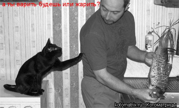 а ты варить будешь или жарить?... Котоматрица: а ты варить будешь или жарить?