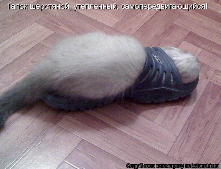 Тапок шерстяной, утепленный, самопередвигающийся!... Котоматрица: Тапок шерстяной, утепленный, самопередвигающийся!